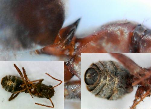 Réf. 223 147 : Lepisiota spinisquama